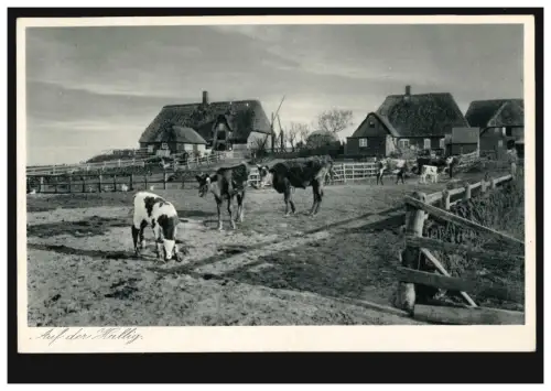 Foto-AK Auf der Hallig - Bauernhäuser mit Kühen, ungebraucht, um 1930