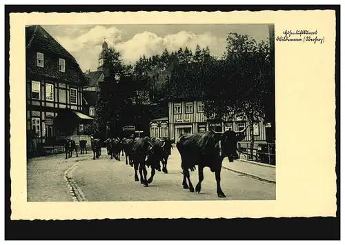 Photo-AK station thermale Wildemann (Haute résine): troupeau de bovins dans la localité, inutilisé vers 1930