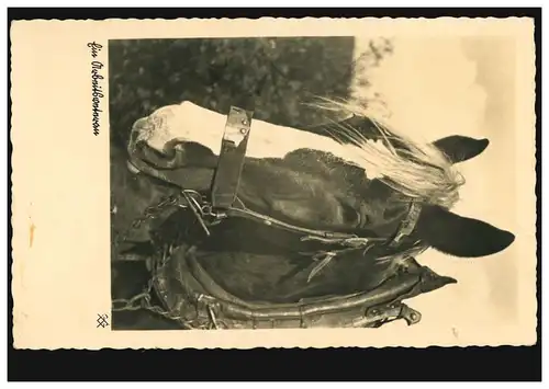 Animaux AK: Un travailleur - portrait de cheval, couru 25.1.1939