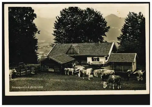 Photo AK Schwaigeralm près de Birkenstein avec le troupeau de bovins, POISCHBACH 11.8.1932