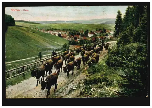 AK Altenau im Harz: Panorama mit Rinderherde - Viehauftrieb, CLAUSTHAL 1907 
