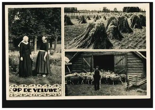 Niederlande AK: OP DE VELUWE Trachten Bauernbhof Schafe Getreide, gelaufen