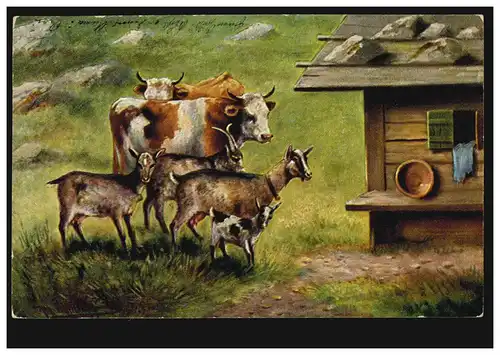 Artiste-AK Bovins et chèvres sur l'alpage, TRIGEN 4.6.1904 selon HERISAU 4.6.04