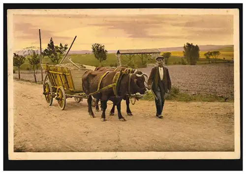 Série AK Idyllen rurale: Bauer avec attelage à bœuf, STUTTGART 12.7.1913