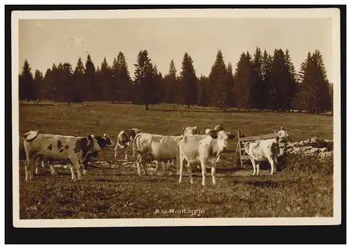 Schweiz Foto-AK In den Bergen: Rinderherde auf der Weide, 7.1.1915