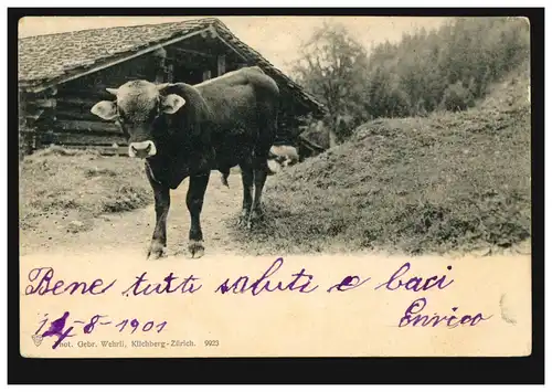 Foto-AK Der Jungbulle auf der Alm, LE PRES 15.8.1901 nach MILANO 16.8.01