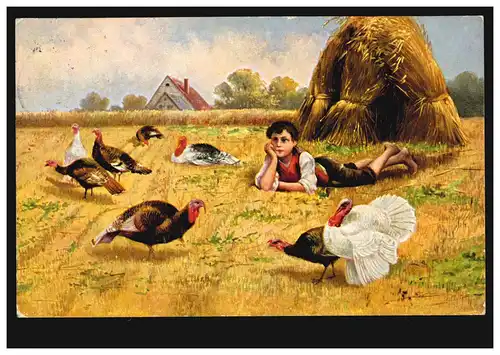 Animaux AK Dinde/dinde sur le terrain, FRANKFURT / MAIN 15.10.1907
