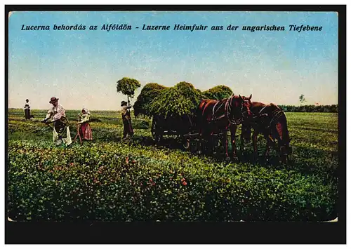 AA Agriculture: Luzerne Restauration de la plaine hongroise, non utilisée