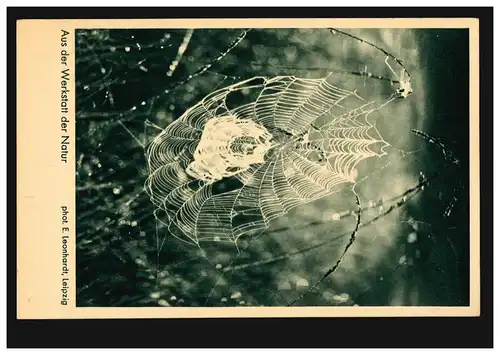 AK Photo de l'atelier de la nature: Le réseau d'araignées, GÖTTINGEN 14.10.1934