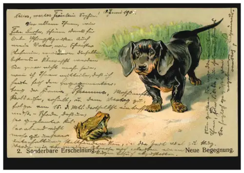 Tier-AK Sonderbare Erscheinung: Neue Begegnung - Frosch und Hund, beschriftet