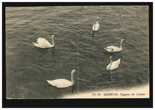 Photo AK Cygnes sur le lac Léman / Cyngne du Leman, GENF 8.5.1907