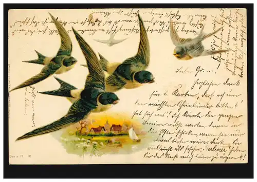 Animaux-A oiseaux: hirondelles sur le paysage, PLOMB 25.2.1904 selon BERLIN 26.2.04