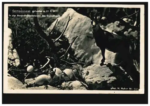humour-AK animaux: Gemsennest trouvé le 17.5.1931, OBERSTDORF 26.7.1937