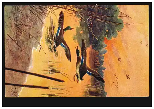 AK Rösler: Animaux - colverts sur le lac, MARTINRODA 1907