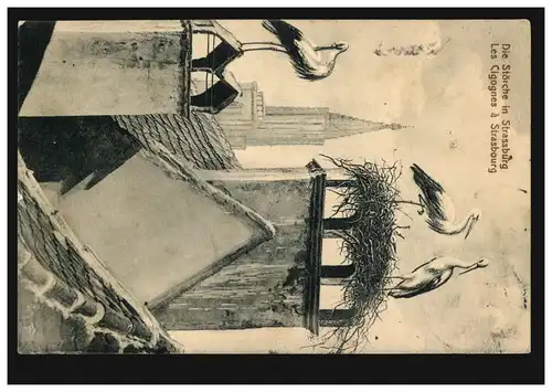 Tiere-AK: Die Störche in Strassburg, Straßburg 1913