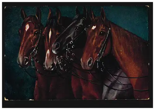 AK animal: Quatre têtes de cheval - Trois bruns et un rappe, NEUKÖLLN 24.7.1923
