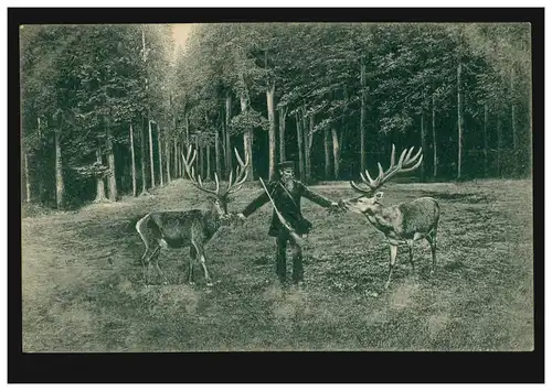 Animaux AK: Les chasseurs nourrissent deux cerfs, MARTINRODA vers 1910