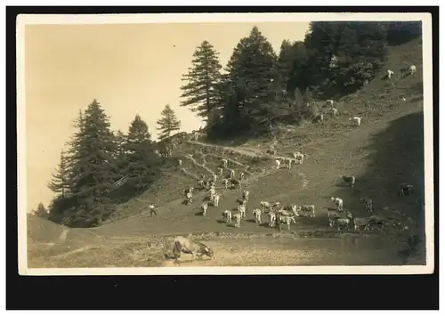 AK de photos Agriculture: bétail de pâturage, inutilisé vers 1930