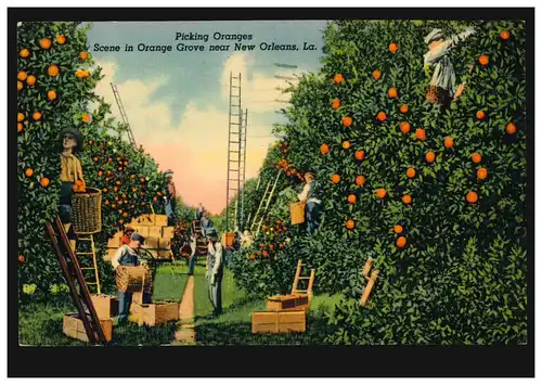 USA-AK Agriculture: récolte d'oranges chez NEW ORLEANS 11.4.1929 vers Stuttgart