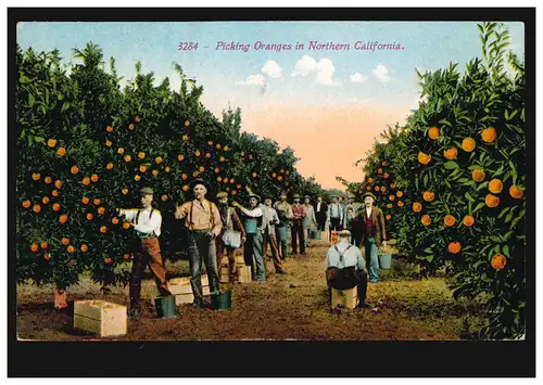 USA-AK Agriculture: récolte d'oranges en Californie du Nord OAK PARK CAL. 15.1.1915