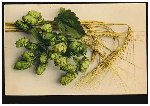 AA Agriculture: branche de houblon et alimentation en céréales, STUTTGART 28.8.1908