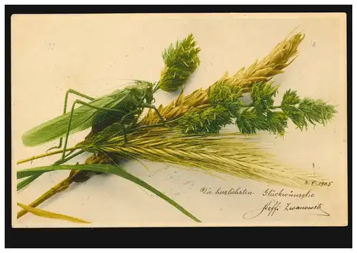 AA Agriculture: Alimentation en céréales avec sauterelle, STUTTGART 28.8.1908