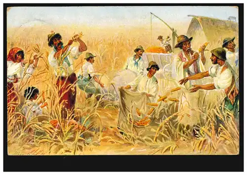 AK Agriculture: travaux sur le terrain - La récolte du maïs, KÖNIGSBERG (PR.) 1915