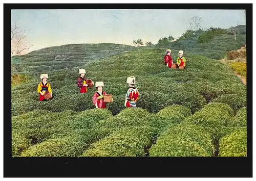 Künstler-AK Bei der Tee-Ernte: Frauen in einer Teeplantage, ungebraucht, um 1930