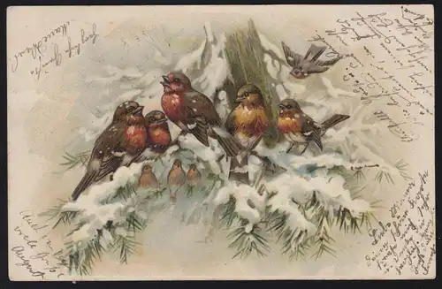 Animaux AE Oiseaux: Famille de Rosehlchen en hiver, selon LAUSHHEIM 13.11.1901