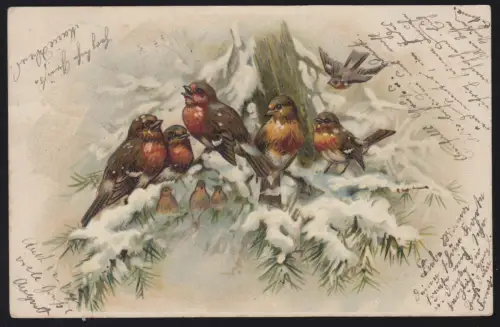Animaux AE Oiseaux: Famille de Rosehlchen en hiver, selon LAUSHHEIM 13.11.1901