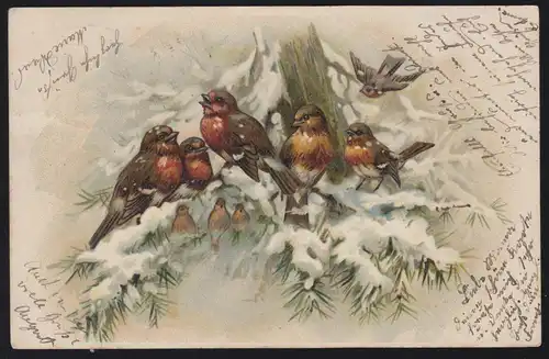 Tiere-AK Vögel: Rotkehlchen-Familie im Winter, nach LAUCHHEIM 13.11.1901