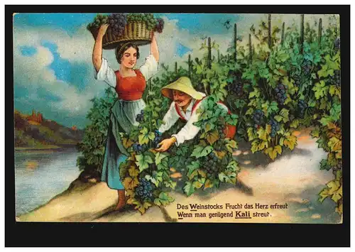 AK Landwirtschaft: Bei der Weinlese - Werbung für Kalidüngemittel, ungebraucht