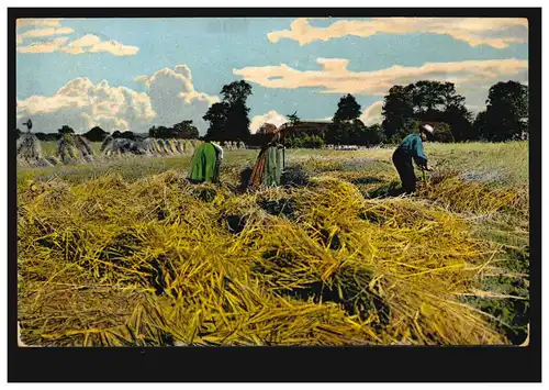 AK récolte de céréales: moissonneuse avec fense, fermiere près de la gerbe, couru en 1917