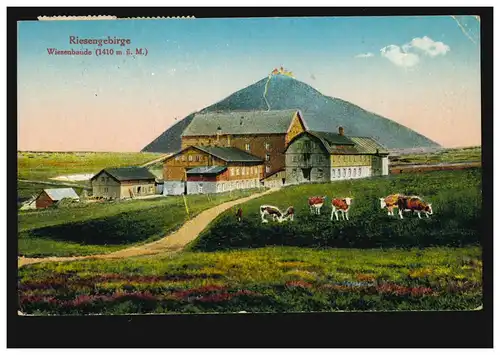 AK Riesengebirge: Wiesenbaude mit Rinderherde, ADLEROV / SAMOTY 16.8.1925