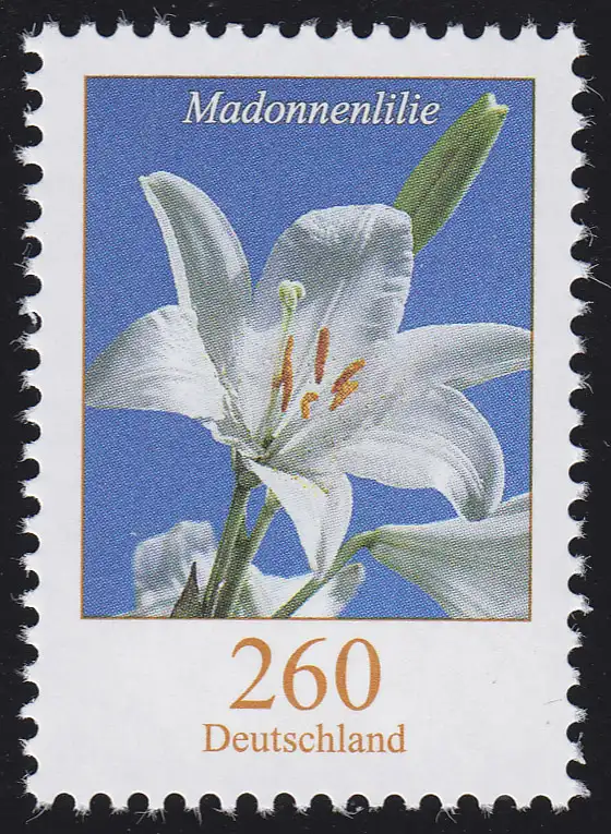 3207 Blume Madonnenlilie 260 Cent, ** postfrisch