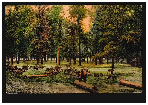 AK Cerfs et chevreaux dans un lieu de nourriture dans les bois, ALTONA 1909