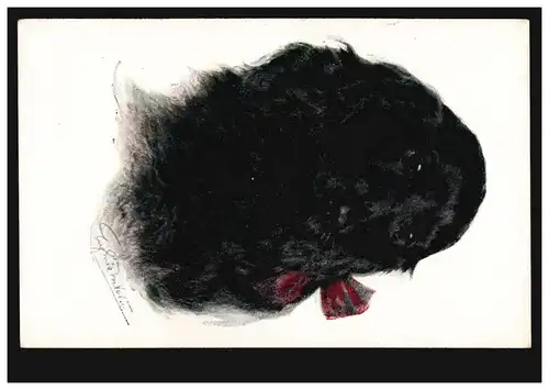 AK Artiste Portrait de chien (Retriever ?), maison d'édition A.R.&Co., non utilisé