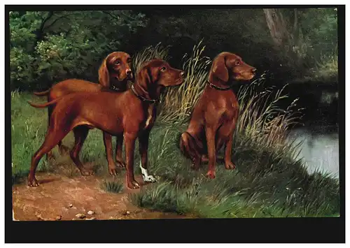AK Artiste Trois chiens à l'étang, maison d'édition T.S.N., non utilisé