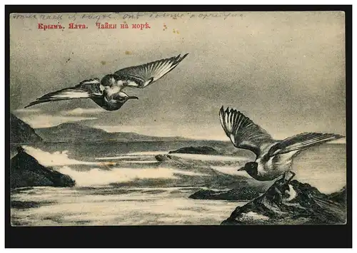 AK Yalta artiste sur la Crimée: Mouettes sur l'océan, selon Rybinsk 24.7.1913