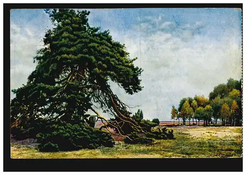 AK Lüneburger Heide: Föhre solitaire près de Wilsede, HAMBURG 15.7.1927