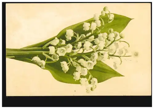 Blumen-AK Märzenbecher, WOLFENBÜTTEL 20.5.1904 nach CALBE 21.5.04