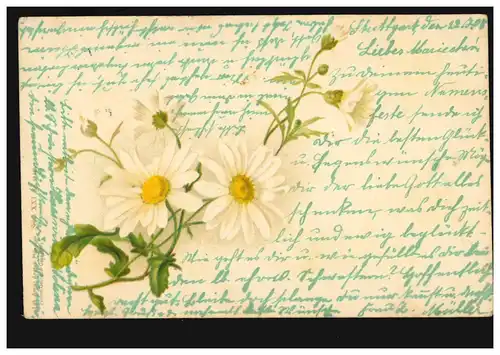 Blumen-AK Margeriten, STUTTGART Nr. 8 - 23.7.1908 nach SIGMARINGEN 23.7.08  