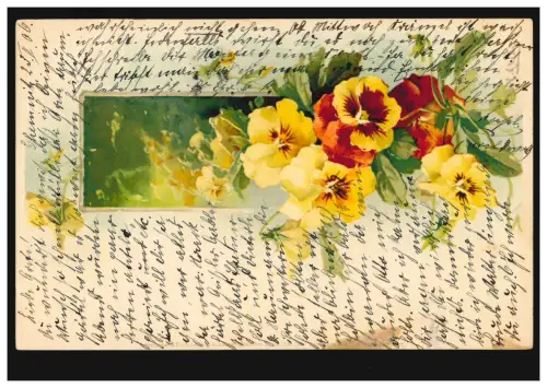 Blumen-AK Stiefmütterchen-Reihe, CHEMNITZ 23.2.1906 nach GRÜNHAINICHEN 24.2.06