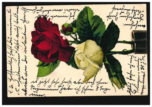Blumen-AK Rote und Weiße Rose, GRAFRATH 4.9.1903 nach ESSEN 4.9.03