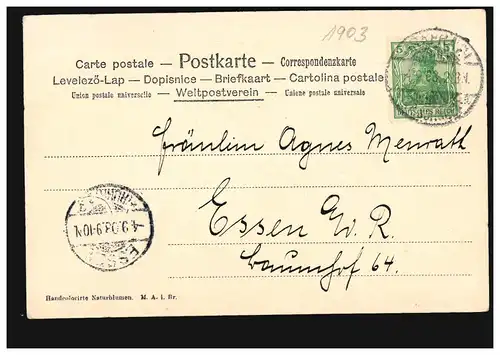 Blumen-AK Rote und Weiße Rose, GRAFRATH 4.9.1903 nach ESSEN 4.9.03