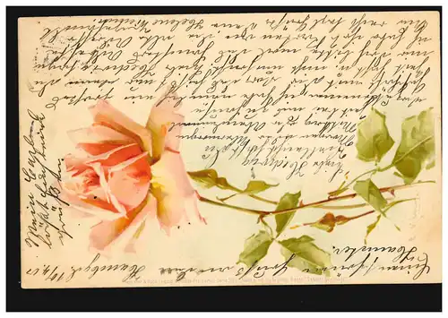 Blumen-AK Rote Rose, HAMBURG 1h 10.4.1901 nach HAMBURG-HAMM-HORN 11.4.01