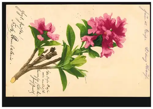 Blumen-AK Blumenzweig KEMPTEN (SCHWABEN) 27.8.1904 nach ROCKENHAUSEN 28.8.04