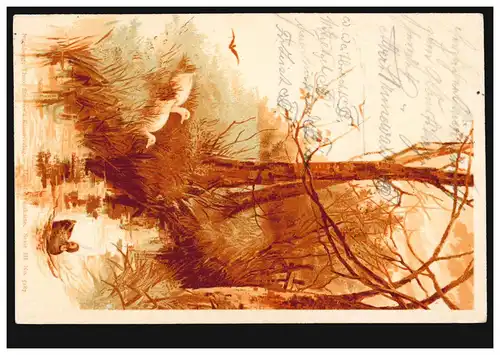 Animaux-AK Paysage naturel avec la rivière Canards, DARMSTADT 8.8.1898 Carte postale locale