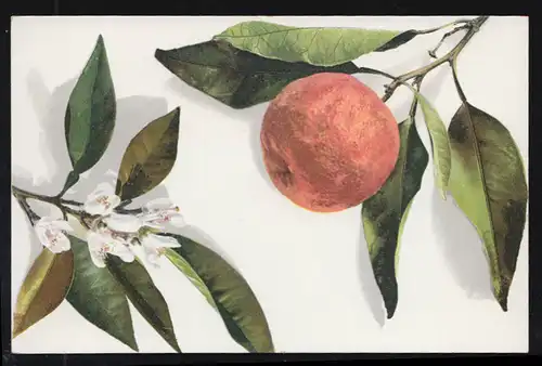 AK Artiste La branche de pomme avec des fleurs, photochromie, non utilisé
