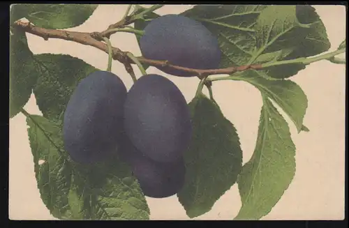 Künstler-AK Der Pflaumenzweig, Farbenlichtdruck Rommel / Stuttgart, ungebraucht